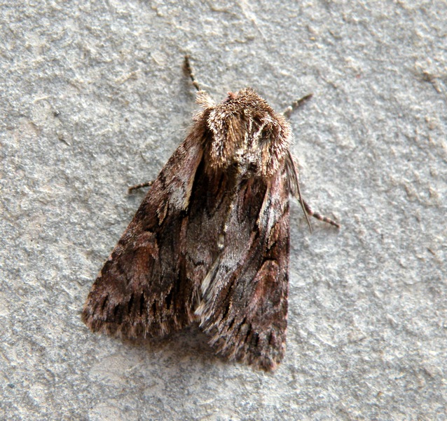 Noctuidae da ID.